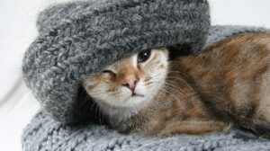 Trendmode für Herbst und Winter -Katze mit Schal