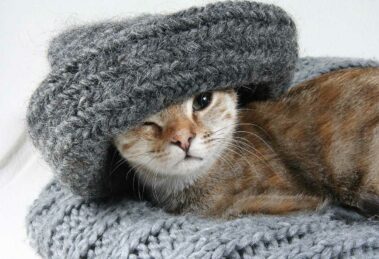 Trendmode für Herbst und Winter -Katze mit Schal